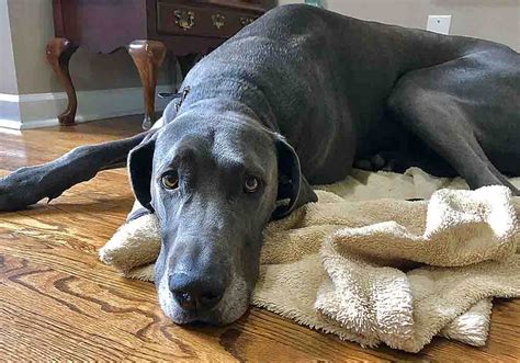 Tips for Introducing a Dane Curee to Other Pets in the Household